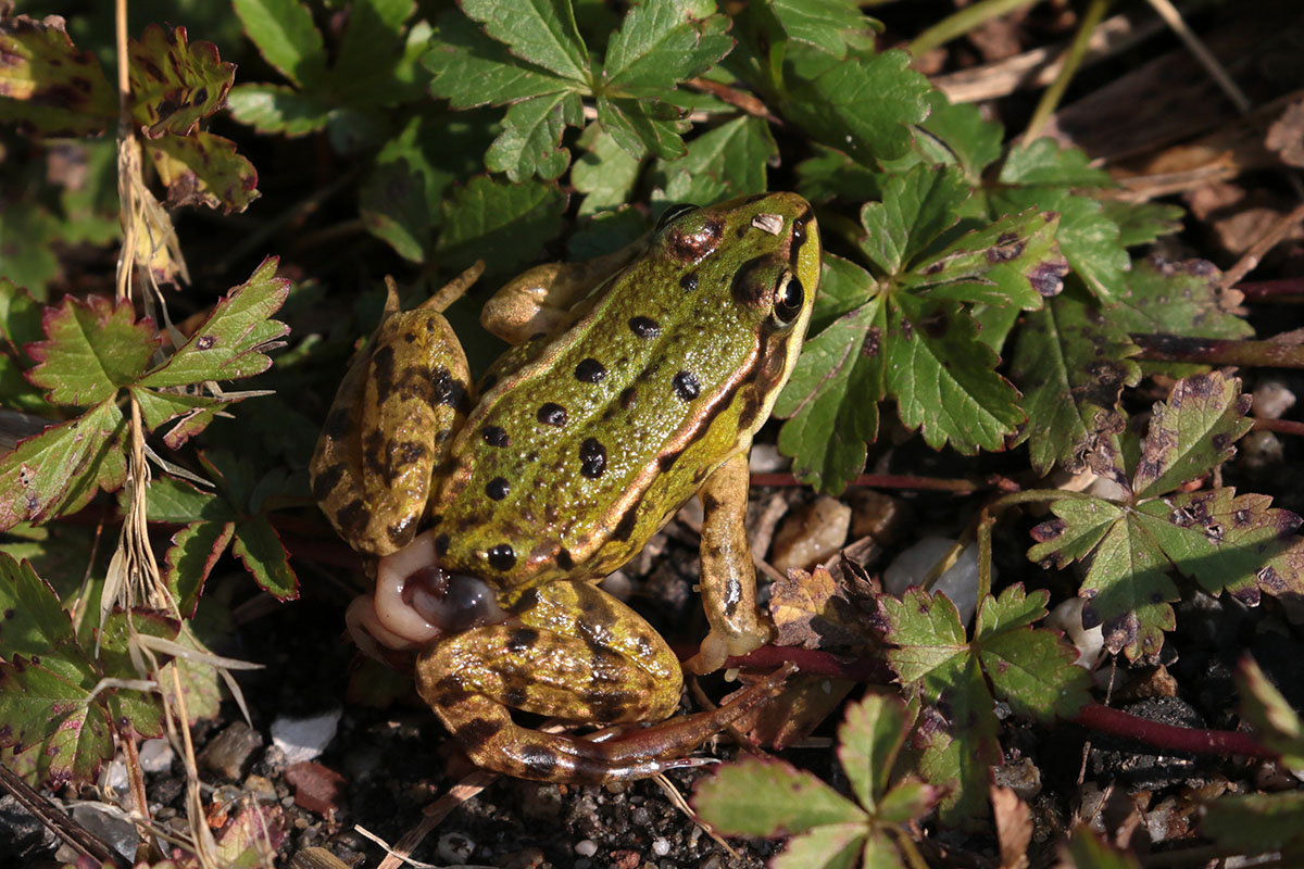 Groene Kikker in Crezéepolder, Ridderkerk